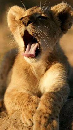 a lion cub yawns while sitting on the ground