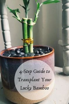 a potted plant sitting on top of a wooden table with text overlay that reads 4 - step guide to transplant your lucky bamboo