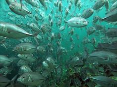 a large school of fish swimming in the ocean