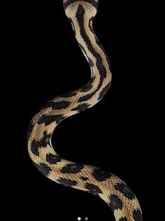 a snake with black and white stripes on it's head, in the dark