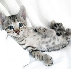 a kitten laying down on top of a white blanket