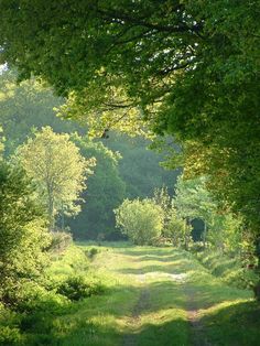 a dirt road surrounded by trees and grass