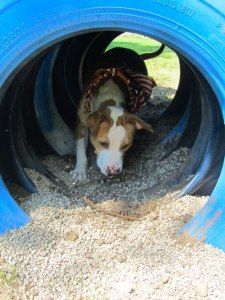 a brown and white dog laying in a blue tube with sand on the ground next to it