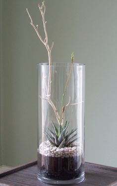 a plant in a glass vase on a table