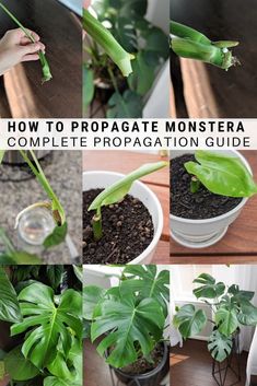 how to propagate monstera plants in a complete preparation guide