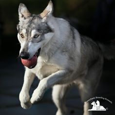 a dog is running with its mouth open