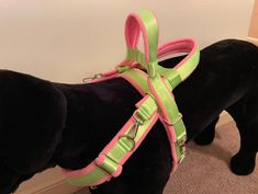 a black dog wearing a pink and green harness on it's back, standing next to a wall