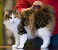 a fluffy cat standing on top of a table next to a persons hand in a red shirt