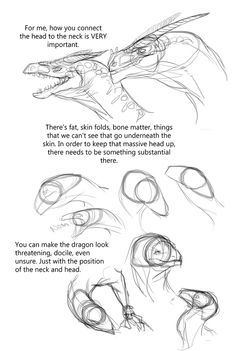 how to draw an alligator's head with different angles and lines on the body