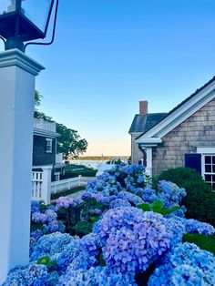 blue hydrangeas line the side of a house in front of a body of water