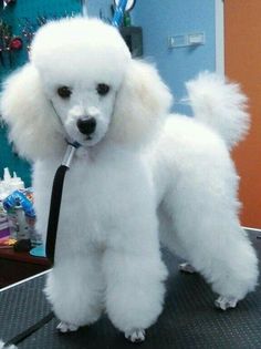 a white poodle grooming it's hair with a black brush in its mouth