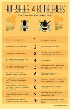 an info sheet describing how bees are different from each other, including the size and number of