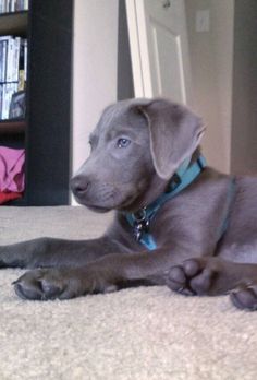 a gray dog laying on the floor next to a book shelf