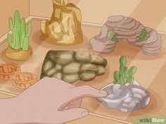 a box with rocks and cacti in it that is being held by someone's hand