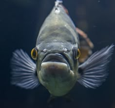 a fish with yellow eyes looking at the camera