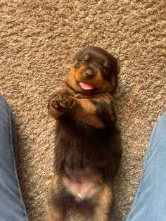 a small brown and black dog standing on its hind legs