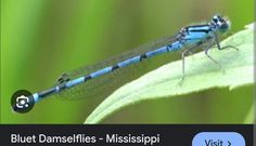 a blue dragonfly sitting on top of a leaf with the caption, blue damsfies - mississippi visit