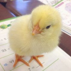 a small yellow chicken sitting on top of a table next to a pen and paper