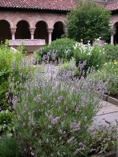 the garden is full of lavender and other plants