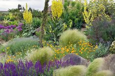 a garden filled with lots of different types of flowers