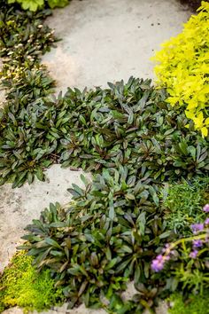 various types of plants and flowers in a garden area with concrete flooring on the ground