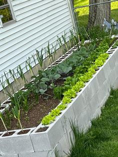 a garden bed with plants growing in it next to a white house and grass on the ground