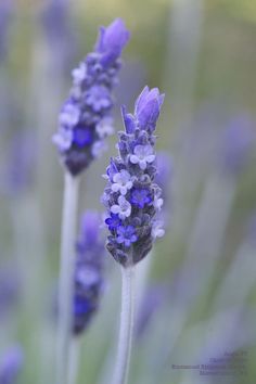 some purple flowers that are in the grass