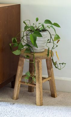 a potted plant sitting on top of a wooden stool