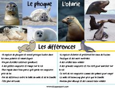 a poster with pictures of different animals and their names in french, including sealions