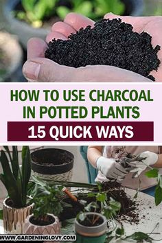 how to use charcoal in potted plants 15 quick ways