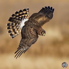 a bird flying through the air with it's wings spread