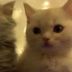 two white kittens sitting next to each other on a table with one looking at the camera