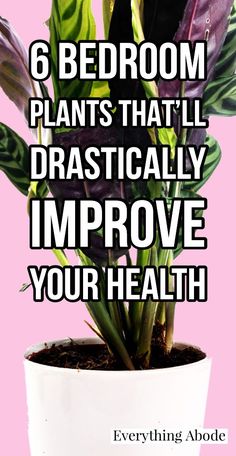 a potted plant with the words 6 bedroom plants that'll dramatically improve your health