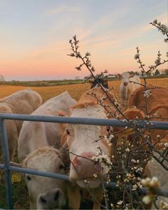 a herd of cattle standing on top of a grass covered field next to a fence