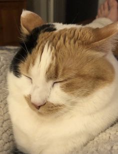 a close up of a cat laying on a bed with it's eyes closed