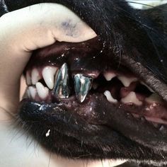 a close up of a dog's teeth and mouth with metal spikes on it