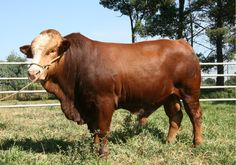 a brown cow standing on top of a lush green field