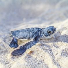 a baby turtle crawling out of the sand