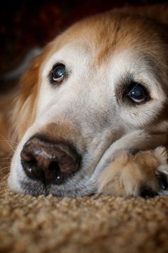 a close up of a dog laying on the ground with its head resting on his paws