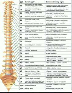 Sistem Saraf, Massage Envy, Spinal Nerve, Spine Health, Massage Benefits, Medical Anatomy, Chiropractic Care, Deep Tissue, Health Info