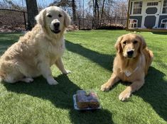 two dogs sitting in the grass next to a cupcake