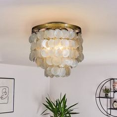 a living room with a potted plant on the floor and a chandelier hanging from the ceiling