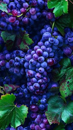 purple grapes with green leaves are shown in this image, as well as the background