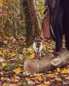 Autumn adventures with Pudding and @allmumstalk Wearing size XXS in her Lime Sherpa Fleece Vest.