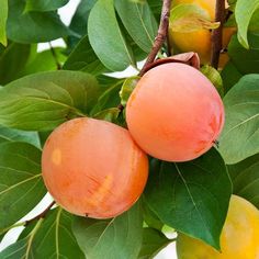 two ripe peaches hanging from a tree with green leaves