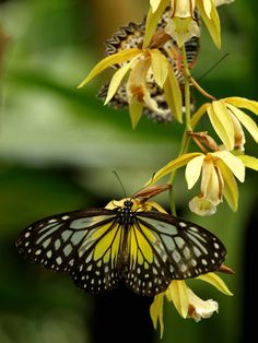 two butterflies sitting on top of yellow flowers