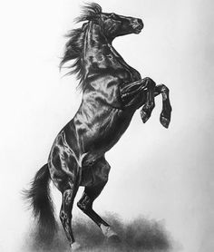 a black and white photo of a horse rearing its hind legs in the air