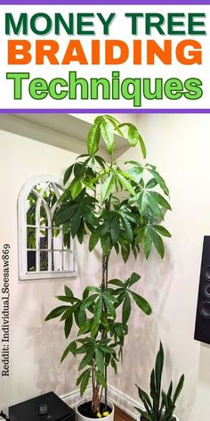 a money tree sitting on top of a wooden table next to a computer monitor and speakers