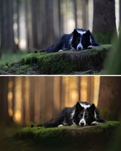 two pictures of a dog laying in the woods