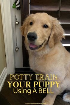 a dog sitting in front of a door with the words potty train your puppy using a bell